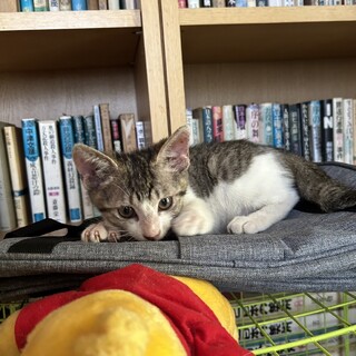 ありがとうございました★可愛い雉白　カップくん