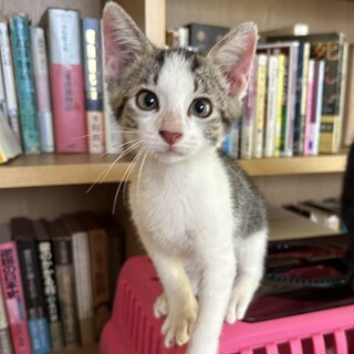 ありがとうございました★可愛い雉白グラスくん
