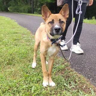 桃太郎のずっとのお家を探しています