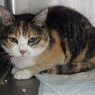 ちょっとめずらしい縞三毛のうにちゃん