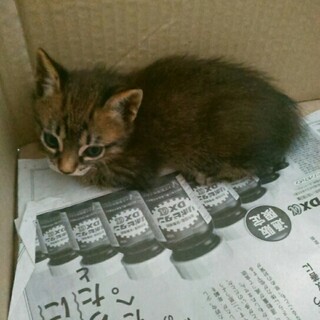 サバトラ女の子