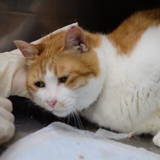 ゴロスリにゃんこのいくらちゃん