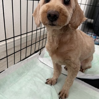 トイプードル✖️ダックスMIX犬