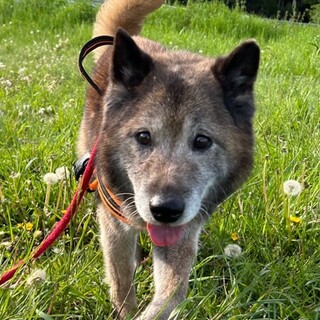 笑顔の可愛いシニア、まだまだ元気な大五郎くん