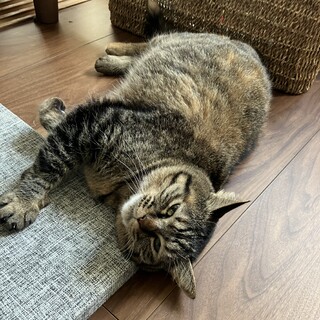 【9/29芝浦】可愛いぽてぽてボディ甘えん坊に変身