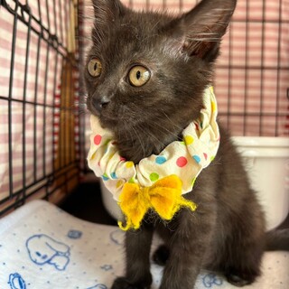 ひたすら遊び続けるわんぱくBOY☆ハラミ