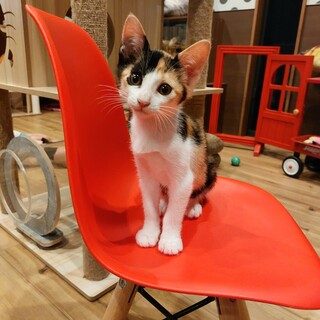 三毛猫のまきちゃん