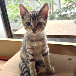 明るめ茶色のキジトラちゃん