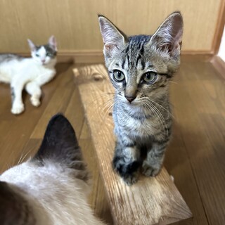 こげ茶×ほんのりグレー？のキジトラちゃん