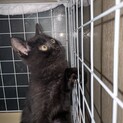 ヤンチャな黒猫ちゃん????里親募集