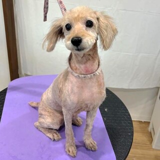 ぬいぐるみのような茶色のトイプードル『夜明』♀