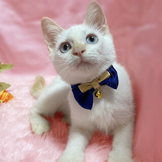 青い瞳のシャム♪ダブルキャリア『月ちゃん』３ヶ月