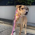 マイペースな成犬ジュウのずっとの家族を探しています