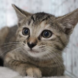 シャー！がとっても可愛い♡キジサビのわかめちゃん！
