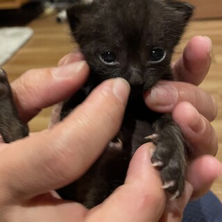 里親さんを探しています