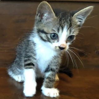 鼻ぶちがキュート！キジ白の女の子『はんし』