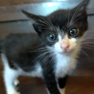 人懐っこいはちわれちゃん『ぶんちん』♀