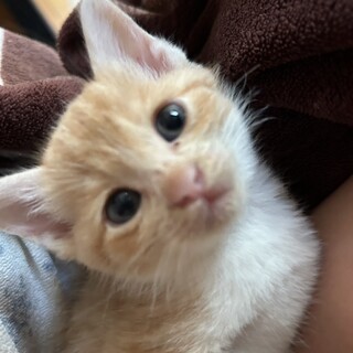 マイペースな茶白の女の子「達（たつ）ちゃん」