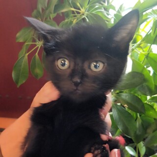 ふんわりとした黒い子猫『あん』ちゃん♀