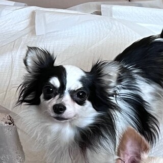 決定☆『くるる』甘えたいけど、困った行動が可愛い