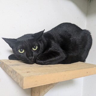 おとなしい黒猫ちゃんです。