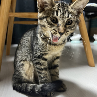 トライアル中！人も猫も大好き甘えん坊ちゃん