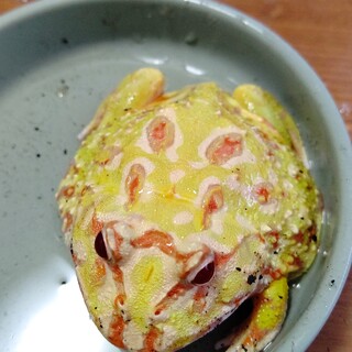 クランウェルツノガエル☆アルビノ