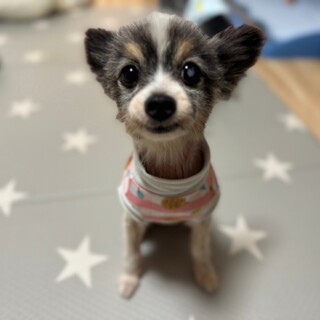 シニアなの？？アイドルの様な可愛さ『ハク爺くん』