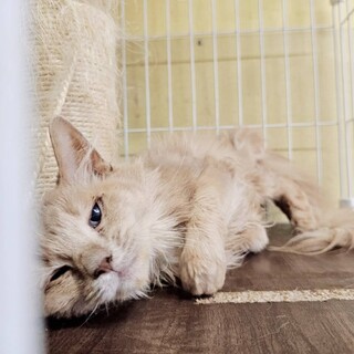 ソマリ。人が大好き穏やかな甘えたさん