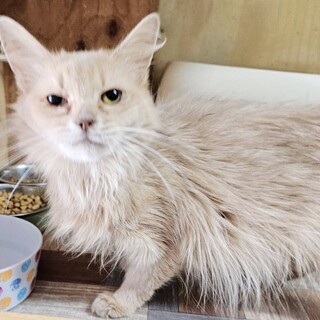 ソマリ！人が大好き性格抜群な甘えたさん