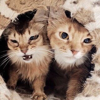 ソマリ。少しビビりな可愛い子