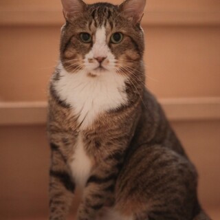 ふてぶてしい顔がたまらないごんちゃん