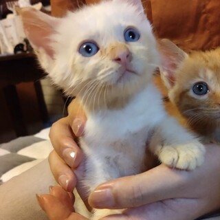 ブルーアイの白薄茶の男の子