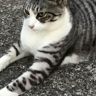 きじ白　人慣れしていて穏やかです