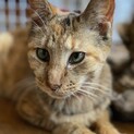 4匹の子猫を産んだお母さん猫です