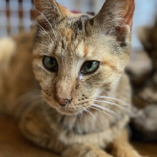 4匹の子猫を産んだお母さん猫です