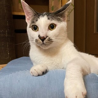 陽気なあらし君