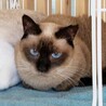 動物病院の保護猫・ブルーアイのシャム風おとなしい子 サムネイル4