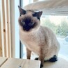 動物病院の保護猫・ブルーアイのシャム風おとなしい子 サムネイル3