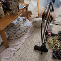 「とろろさん近況(8月)」サムネイル2