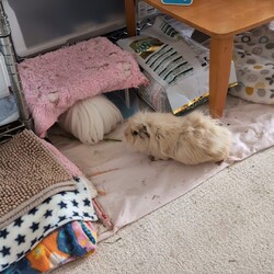 「とろろさん近況(8月)」サムネイル3