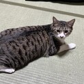 雑種オス2歳　サバ