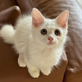 【8/4芝浦】白猫長毛ファミリー親子ペアで