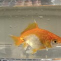 金魚(黄白•三尾•和金?)