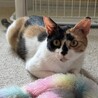 【8/4芝浦】白猫長毛ファミリー親子ペアで サムネイル2