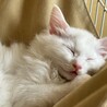 【8/4芝浦】白猫長毛ファミリー親子ペアで サムネイル5