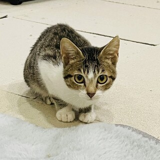 シャイな男の子よつば