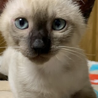 元気いっぱいの甘えっ子・碧い瞳の樹里（じゅり）くん