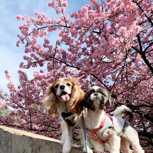 ちゃこちっちのカバー写真