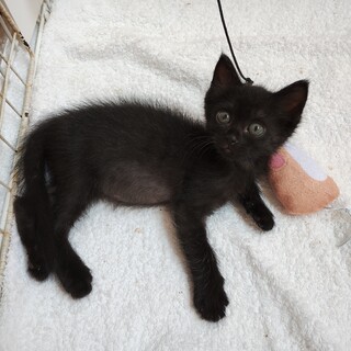 1.5ヶ月 黒猫の男の子
